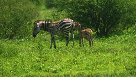 Beautiful-family-of-zebra-with-young-baby-in-wild-african-green-plains-in-super-slow-mo