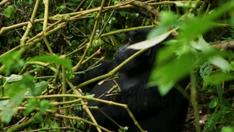 Large-fat-Gorilla-eating-in-the-wild,-sat-relaxing-in-the-forest