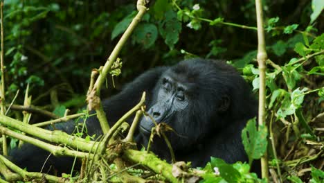 Weiblicher-Erwachsener-Gorilla-Im-Vulkan-nationalpark-Ruanda-Afrika,-Der-Im-Regenwald-Sich-Entspannt