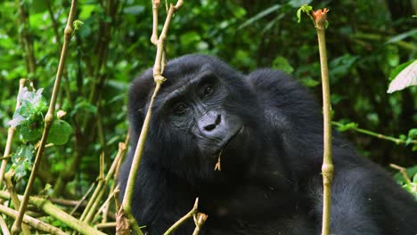 Impresionante-Toma-En-Cámara-Lenta-De-Gorila-Comiendo-En-La-Naturaleza,-Ruanda,-África
