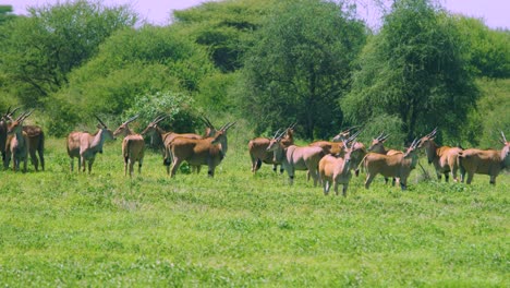 Wild-antelope-roaming-free-in-african-plains-in-small-group-as-they-walk