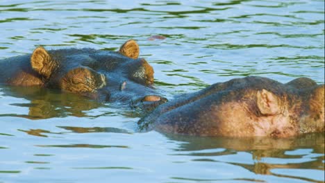 Hippopotamus-with-eyes-closed-sleeping-in-shallow-water-in-evening-sunset-light