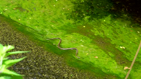 In-the-summer-it-is-very-common-to-see-snakes-in-different-rivers-in-Tokyo,-Japan