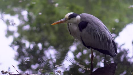 In-the-Shakujii-Koen-park-in-Tokyo,-Japan,-there-are-many-gray-herons-who,-for-fishing,-are-placed-in-completely-immobile-positions-for-several-hours
