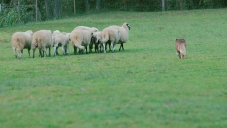 Flock-Of-Sheep-And-A-Shepherd-Dog-During-Training-At-The-Farm-In-Slovenia---wide-shot