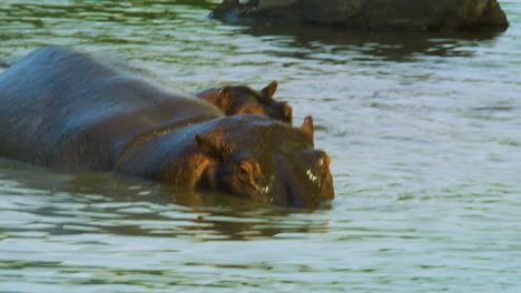 Huge-Hippo-lowers-itself-into-water-in-Serengeti-National-Park,-Tanzania,-Africa