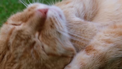 Close-up-of-head-of-orange---red-haired-cat-lying-in-the-grass-performing-its-cleaning-by-licking-its-arm,-paw-and-ear
