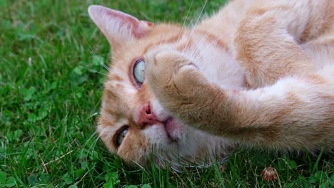Close-up-of-head-of-orange---red-haired-cat-lying-on-its-back-in-the-grass-performing-its-cleaning-by-licking-its-arm-and-paw