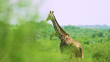 Endagered-giraffe-walks-behind-green-bush-into-cover-in-wild-african-plains