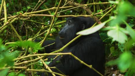 Gorila-Hembra-Bellamente-Elegante-Comiendo-En-La-Naturaleza-En-La-Selva-Africana