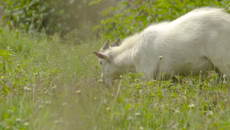 Weiße-Ziege,-Die-Gras-Auf-Einem-Grünen-Feld-Weiden-Lässt