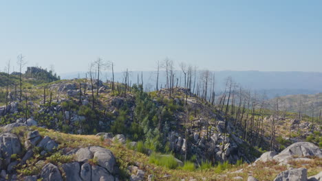Drone-Shot-of-Burned-Trees-in-the-Wilderness