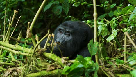 Gorilla-looks-up-in-hope-through-rainforest,-sat-down-eating-herbivore-in-nature-reserve