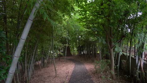 Die-Bambuswälder-In-Japan-Sind-Sehr-Dicht-Und-Voll,-Im-Sommer,-Mit-Einem-Intensiven-Grün
