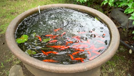 A-fountain-filled-with-orange-fish-in-a-Buddhist-temple-in-Tokyo,-Japan