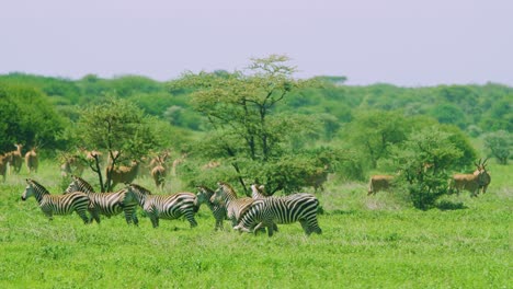 Zebras-and-antelope-in-the-wild-in-Tanzania-Africa-in-super-slow-motion