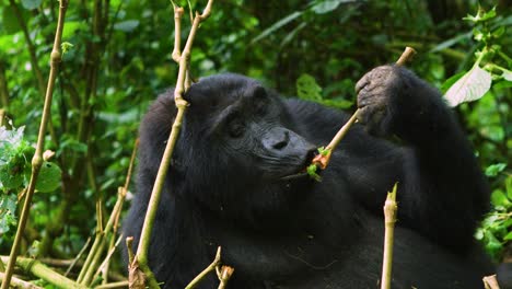 Gorilla-stares-into-camera-and-eats-bamboo-plant-in-the-wild-whilst-relaxing
