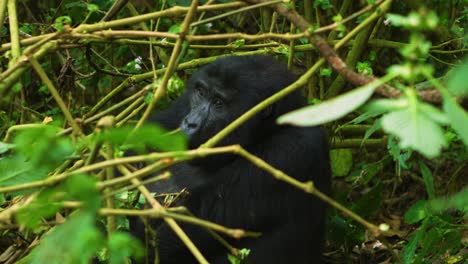 Gorilla-uses-its-strength-to-snap-tree-branch-to-eat