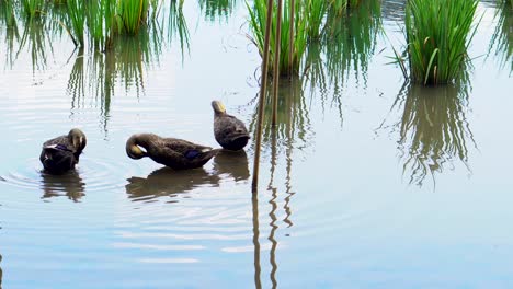 In-the-rivers-or-lagoons-of-the-parks-of-Tokyo-it-is-very-common-to-see-ducks-alone-or-in-a-group,-in-this-case-a-group-of-ducks-preen-in-a-lake-near-the-rice-fields-of-Kitayama-Park