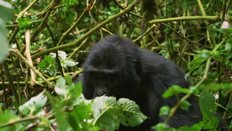Gorilla-spotted-in-the-wild,-amongst-trees-in-Volcanoes-National-Park,-Rwanda