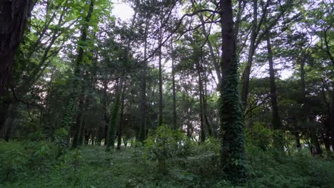 Der-Hikarigaoka-Park-In-Tokio,-Japan,-Hat-Viele-Riesige-Baumwälder,-In-Denen-Menschen-Oft-Verschiedene-Sportarten-Ausüben
