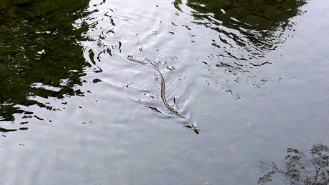At-the-beginning-of-the-summer-it-is-very-common-to-see-different-types-of-snakes-swimming-in-the-neighborhood-of-Nerima,-in-Tokyo,-Japan