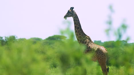 African-Tickbird-Madenhacker-Reinigt-Giraffenzähne-In-Gegenseitig-Vorteilhafter-Beziehung