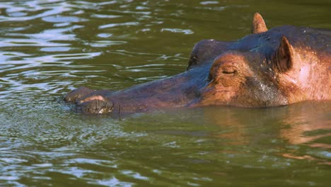 El-Hipopótamo-Se-Sumerge-Bajo-El-Agua-Desapareciendo-Debajo-De-La-Superficie-En-El-Parque-Nacional-Del-Serengeti