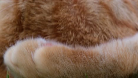 Close-up-of-head-of-orange---red-haired-cat-lying-on-its-back-in-the-grass-performing-its-cleaning-by-licking-its-arm-and-paw