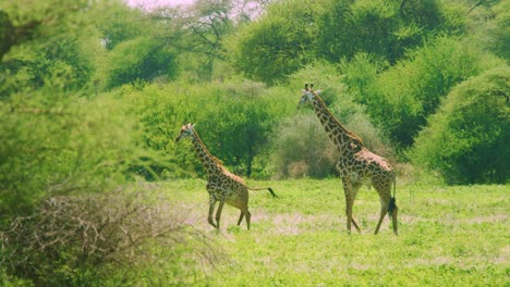 Wild-giraffe-with-stunning-prints-walking-calmly-through-african-plains-in-slow-motion