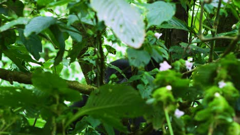 Babygorilla-Späht-Durch-Grünen-Regenwald-Mit-Schönem-Licht,-Das-Durchscheint