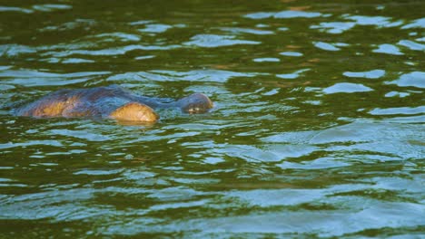 Wild-hippo-floats-head-just-above-water-keeping-cool-and-swimming-in-deep-waterhole