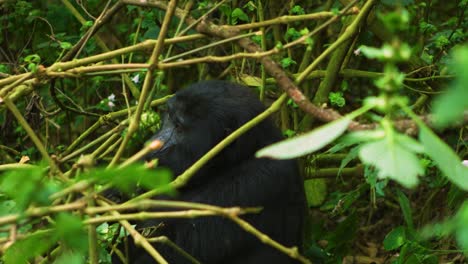 Gorilla-devouring-plant-based-meal,-sustaining-a-huge-mammal-in-the-natural-rainforest