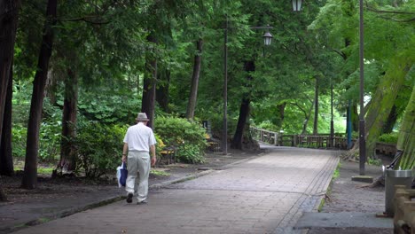 In-the-summer-of-the-shakujii-park-in-Tokyo-an-older-man-walks-in-the-shade-of-its-beautiful-trees