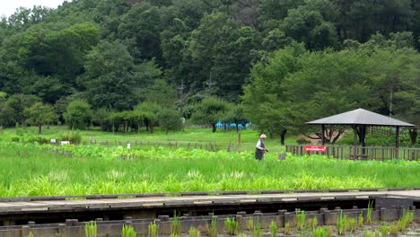 Das-Reisfeld-Des-Kitayama-parks-In-Tokio-Hat-Mehrere-Pfade,-Auf-Denen-Die-Menschen-Spazieren-Gehen-Und-Die-Natur-Betrachten-Können