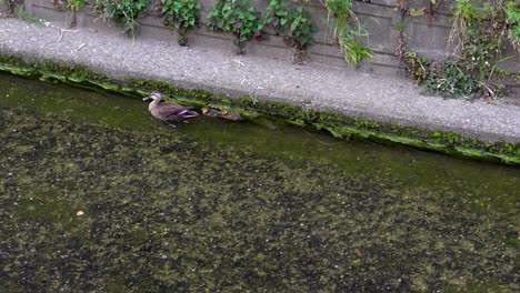 In-Vielen-Flüssen-Tokios-Sieht-Man-Häufig-Entenfamilien,-Die-Am-Wasser-Schwimmen-Und-Nach-Nahrung-Suchen