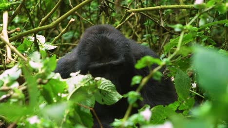 Gorilla-not-camoflaged-in-its-surroundings-sticking-out-agains-the-green-rainforest