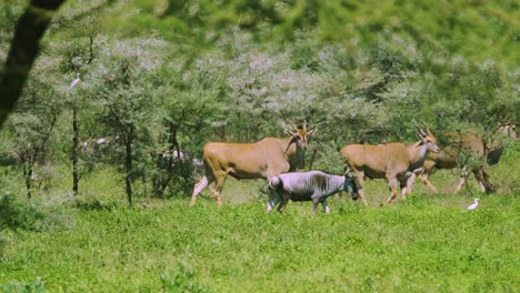 Wildebeest-and-antelope-in-the-wild-tanzania-africa-in-Manyara-ranch