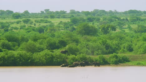 Stunning-slo-mo-view-of-elephants-relaxing-in-waterhole-in-green-african-plains
