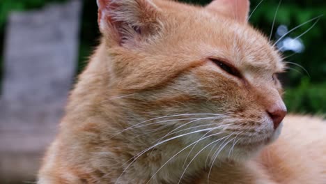 Close-up-of-orange---red-haired-cat-lying-in-the-grass-on-a-summer-day