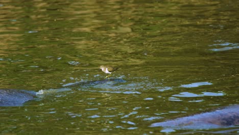 El-Pájaro-Camina-Por-La-Parte-Superior-Del-Hipopótamo-Sumergido-En-Un-Pozo-De-Agua-En-África-Salvaje