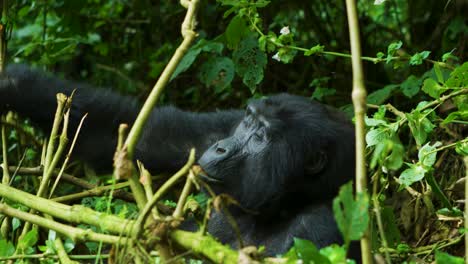 Female-Gorilla-eating-plants,-herbivore-in-the-wild-rainforest