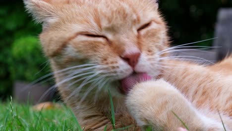 Close-up-of-head-of-orange---red-haired-cat-lying-in-the-grass-performing-its-cleaning-by-licking-and-biting-its-paw-and-claws-with-closed-eyes