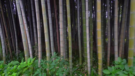 El-Bambú-Es-Una-Planta-Muy-Especial-En-Toda-Asia,-Ya-Que-Su-Uso-Se-Aplica-Tanto-A-La-Arquitectura-Como-A-La-Cocina