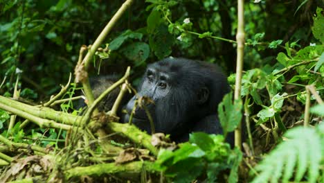 Gorilla-in-the-wild-eats-plant-in-stunning-slow-motion-through-rainforest