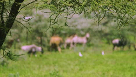 Afrikanische-Wilde-Tiere-Antilope-Zebra-Und-Gnu-Wandern-Durch-Gras-Und-Ebenen