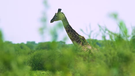 Wilde-Giraffe,-Aufgenommen-In-Zeitlupe-In-Atemberaubender-Kamerafahrt-In-Afrikanischer-Wildnis