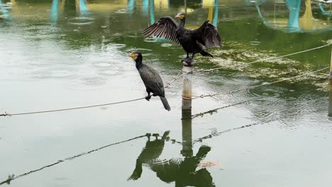 One-rainy-summer-day-in-the-shakujii-park-in-Tokyo-the-cormorants-rest-resting-in-the-middle-of-one-of-their-lakes