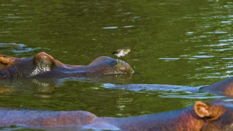 Tickbird-Flussuferläufer-Springt-Im-Serengeti-Nationalpark-über-Flusspferde,-Die-Knapp-über-Wasser-Schweben