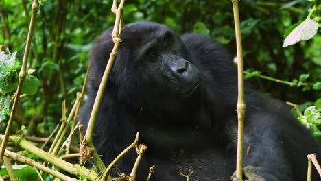 Gorilla,-Der-Sich-Im-Regenwald-Entspannt,-Während-Er-In-Atemberaubender-Zeitlupe-4k-Isst